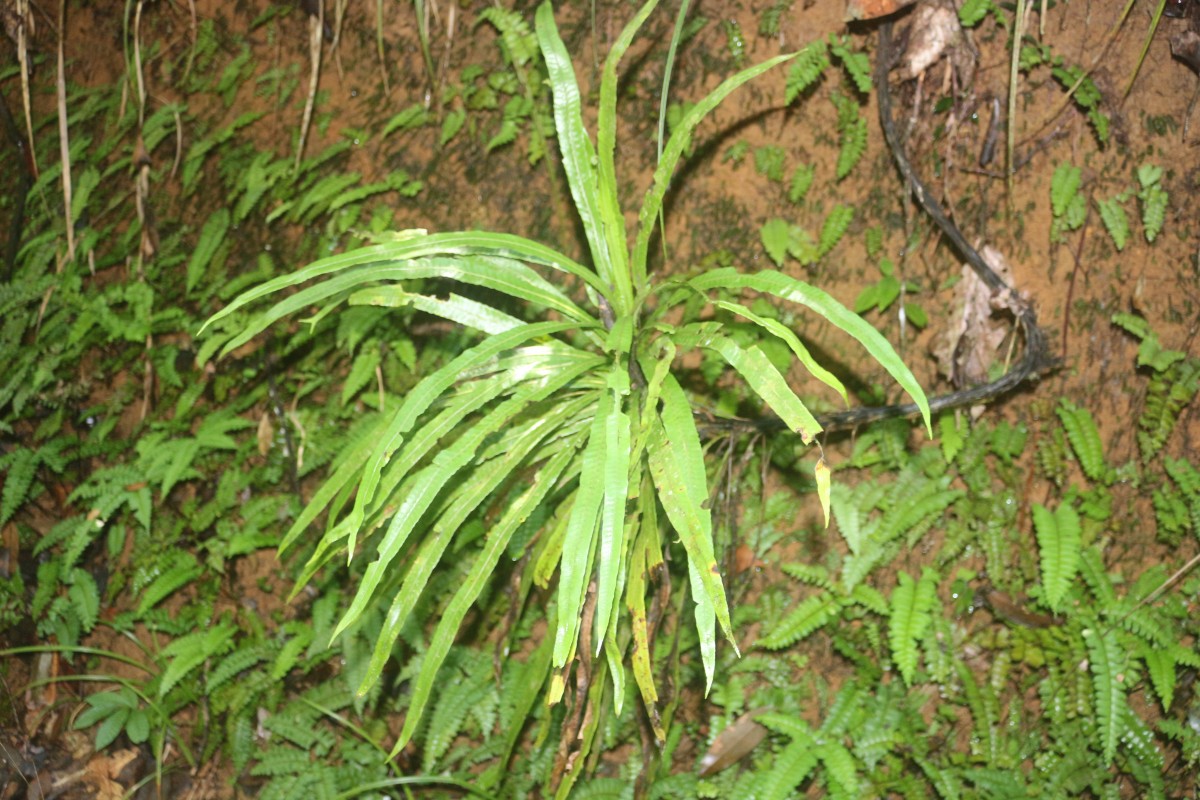 Alsophila sinuata  (Hook. & Grev.) R.M.Tryon